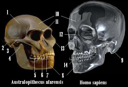 australopitecos04.jpg