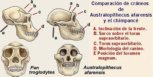 australopitecos05.jpg