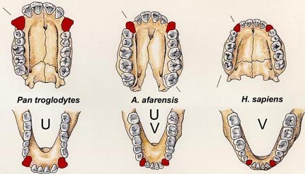 australopitecos06.jpg