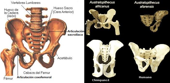 australopitecos07.jpg