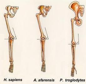 australopitecos08.jpg