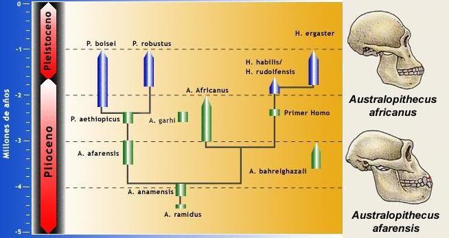 australopitecos09.jpg