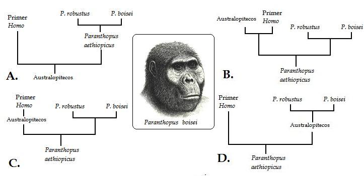 australopitecos10.jpg