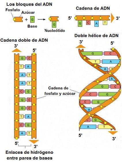 basesnitrogenadas.jpg