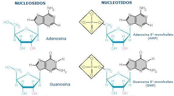 biopoyesis10.jpg