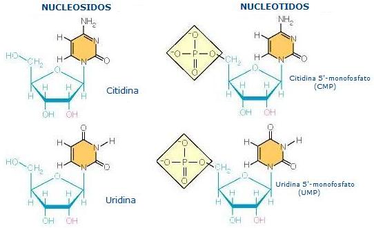 biopoyesis11.jpg