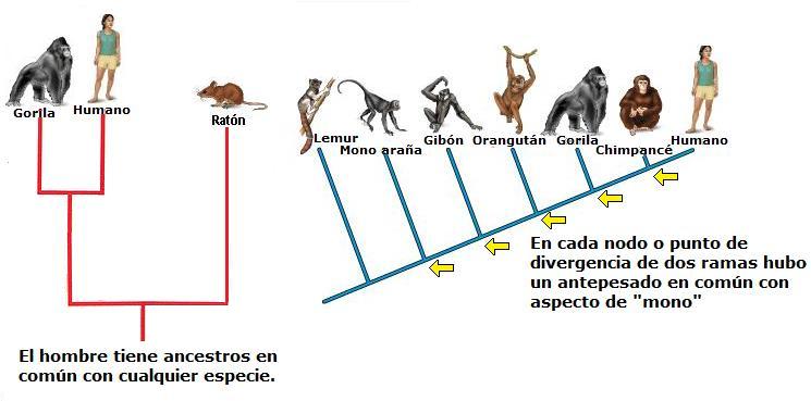 charlesdarwin04.jpg