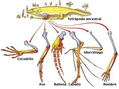 charlesdarwin18.jpg