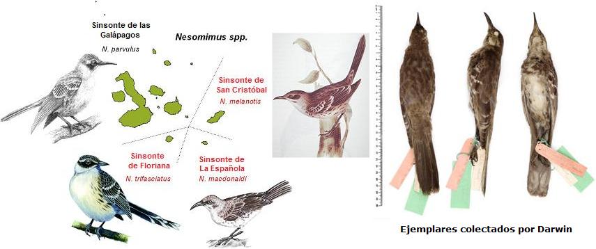 charlesdarwin22.jpg