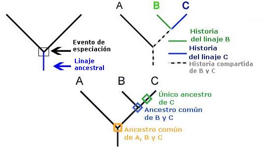 cladogramas_clado01.jpg