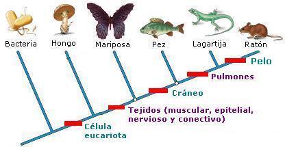 cladogramas_clado04.jpg