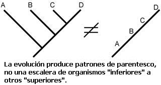 cladogramas_clado06.jpg