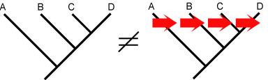 cladogramas_clado07.jpg