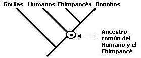 cladogramas_clado09.jpg