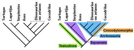 cladogramas_clado10.jpg