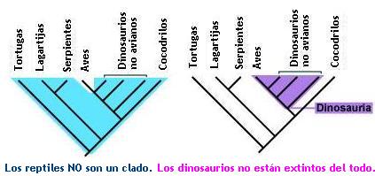 cladogramas_clado11.jpg