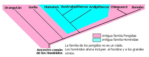 cladogramas_clado12.jpg