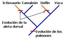 cladogramas_clado14.jpg