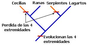 cladogramas_clado15.jpg