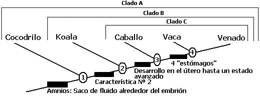 cladotaller_clado21.jpg