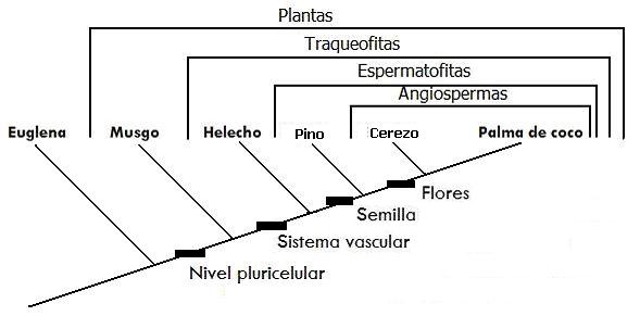 cladotaller_clado22.jpg