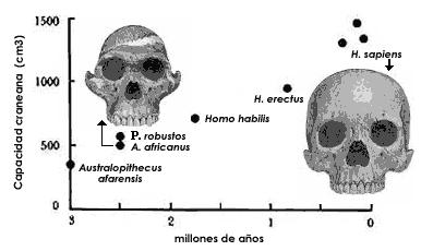 hipermorfosis02.jpg