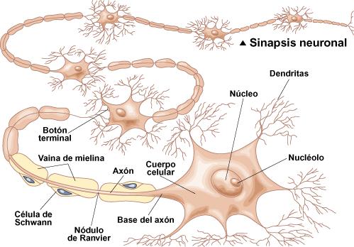 hipermorfosis04.jpg