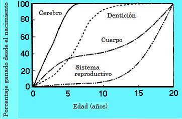 hipermorfosis09.jpg